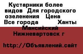 Кустарники более 100 видов. Для городского озеленения › Цена ­ 70 - Все города  »    . Ханты-Мансийский,Нижневартовск г.